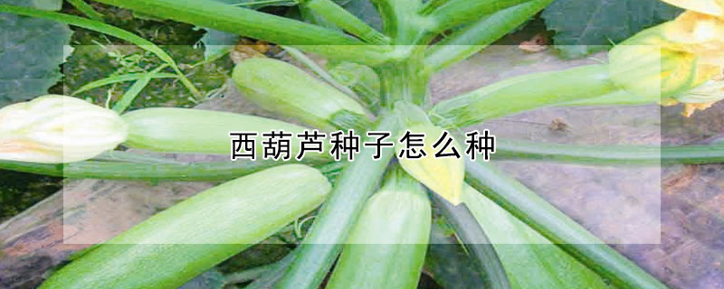 西葫蘆種子怎麼種