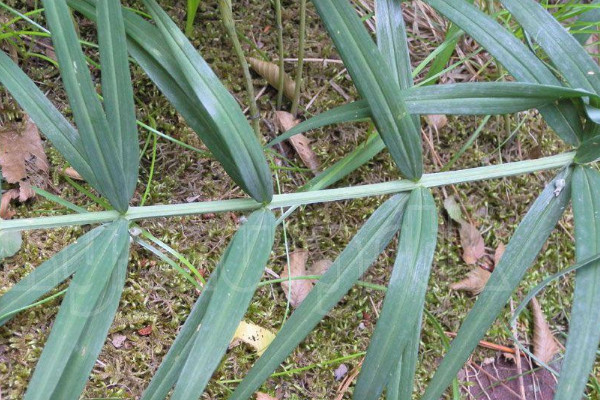 黃精怎麼種植