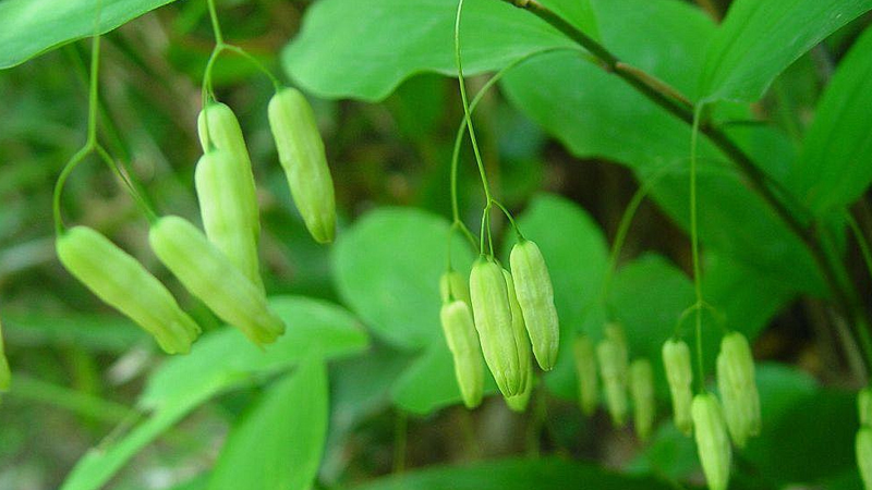 黃精怎麼種植