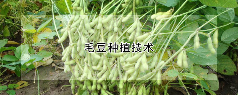 毛豆種植技術