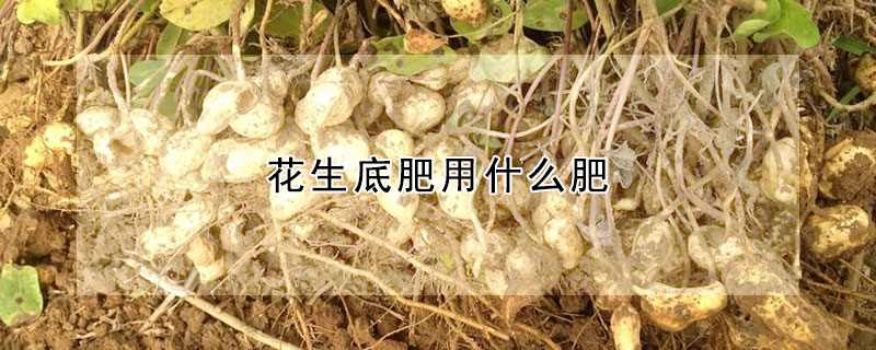 花生底肥用什麼肥