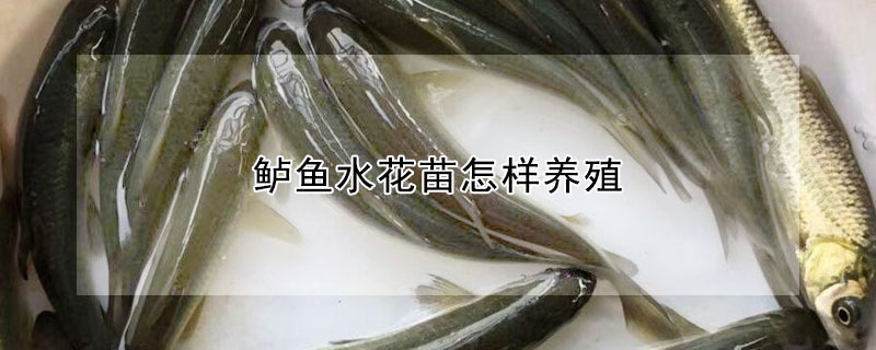 鱸魚水花苗怎樣養殖