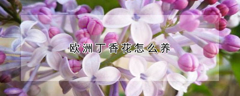 歐洲丁香花怎麼養