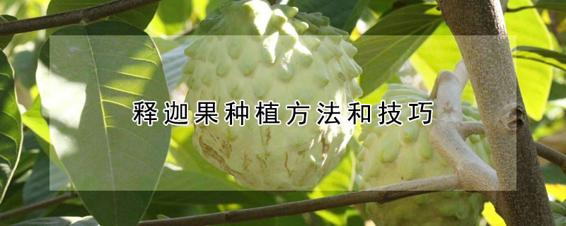 釋迦果種植方法和技巧