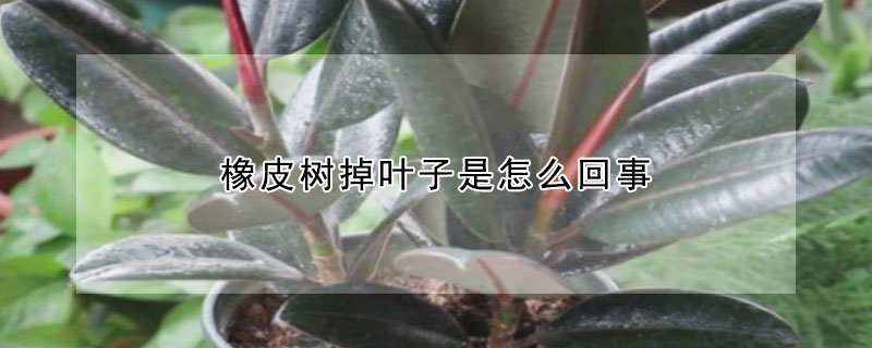 橡皮樹掉葉子是怎麼回事