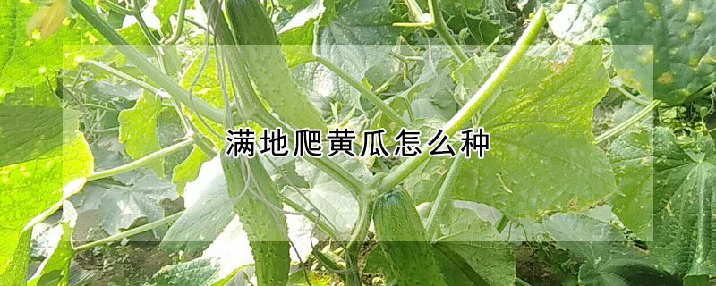 滿地爬黃瓜怎麼種