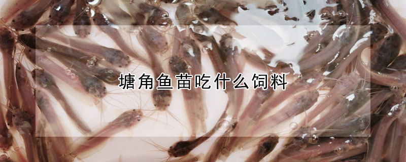 塘角魚苗吃什麼飼料