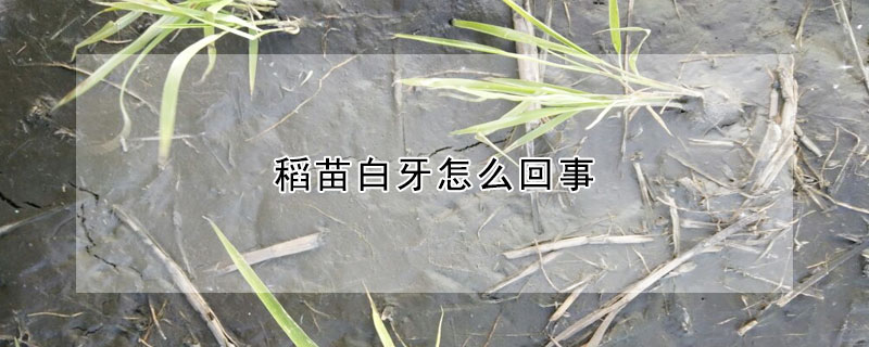 稻苗白牙怎麼回事