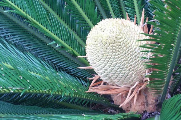 鐵樹開花嗎