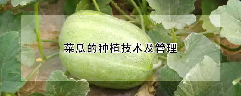 菜瓜的種植技術及管理