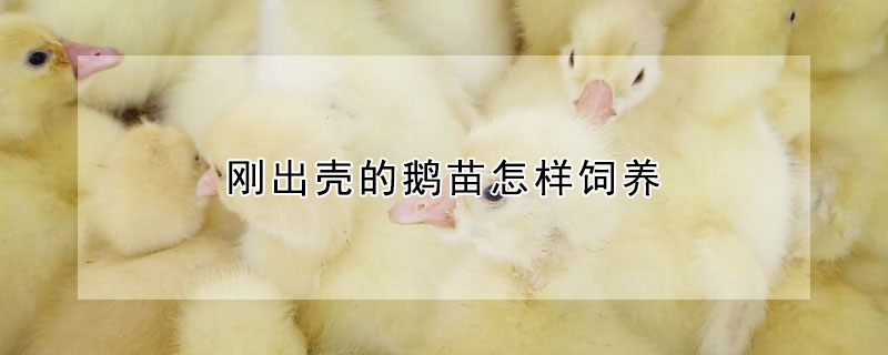 剛出殼的鵝苗怎樣飼養