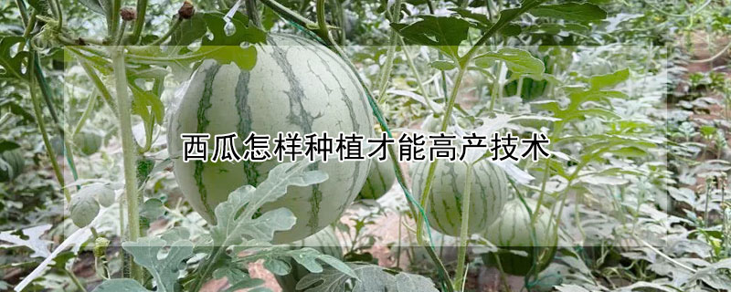 西瓜怎樣種植才能高產技術