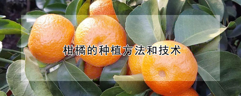 柑橘的種植方法和技術