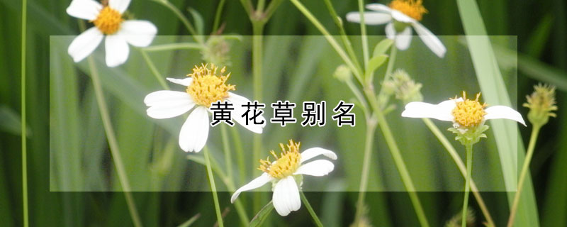 黃花草別名