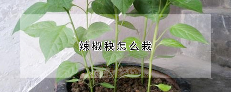 辣椒秧怎麼栽