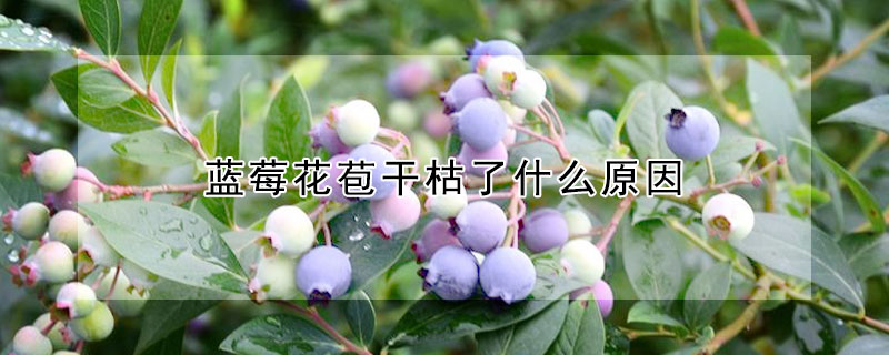 藍莓花苞幹枯了什麼原因