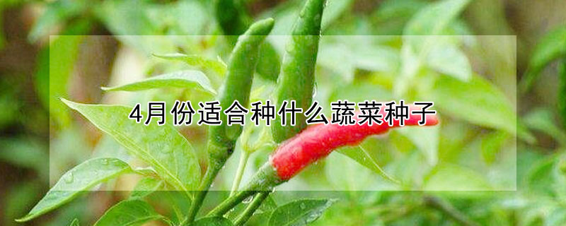 4月份適合種什麼蔬菜種子