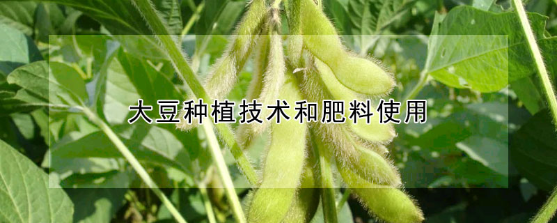 大豆種植技術和肥料使用