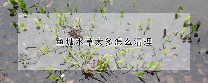 魚塘水草太多怎麼清理