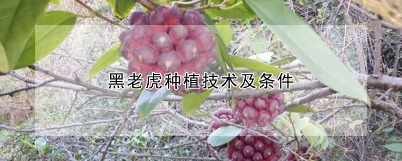 黑老虎種植技術及條件