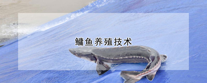 鱅魚養殖技術