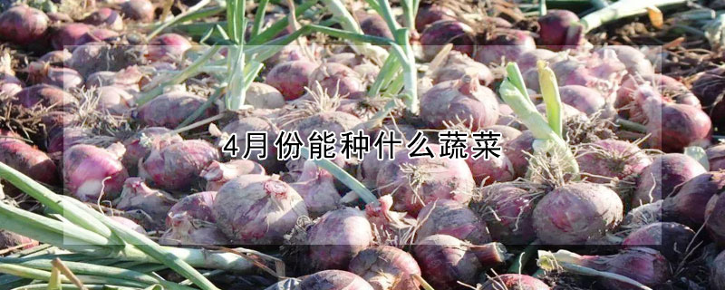 4月份能種什麼蔬菜