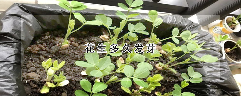 花生多久發芽