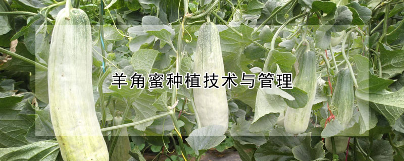 羊角蜜種植技術與管理