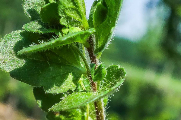 鵝不食草的種植技術