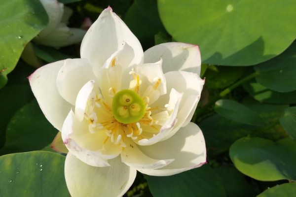 水蓮花怎麼養盆栽水培