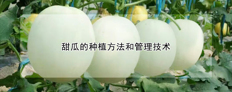 甜瓜的種植方法和管理技術