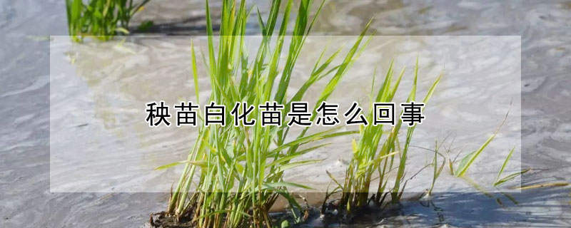 秧苗白化苗是怎麼回事