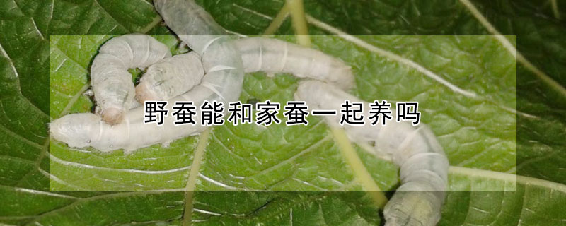 野蠶能和家蠶一起養嗎