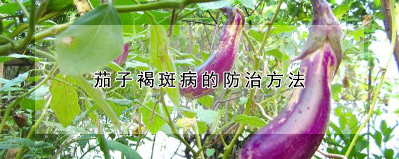 茄子褐斑病的防治方法