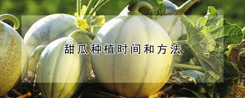 甜瓜種植時間和方法