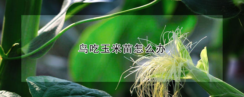 鳥吃玉米苗怎麼辦