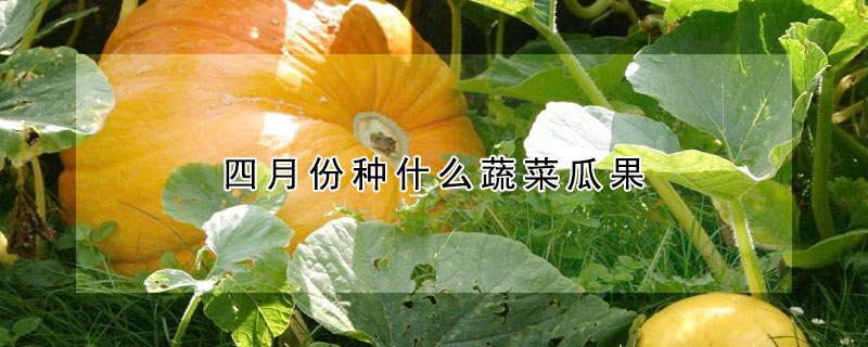 四月份種什麼蔬菜瓜果