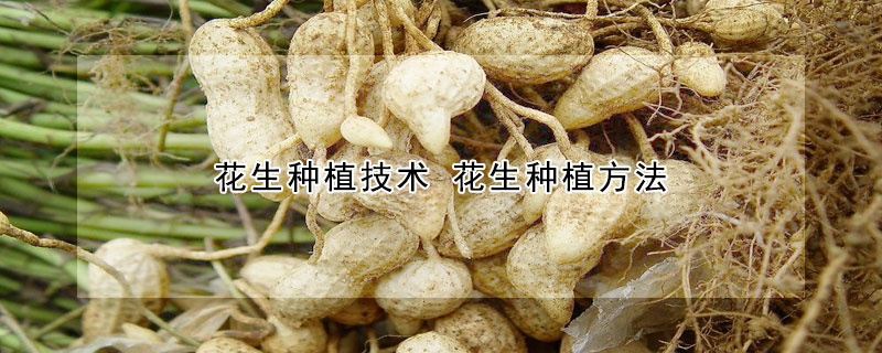 花生種植技術 花生種植方法