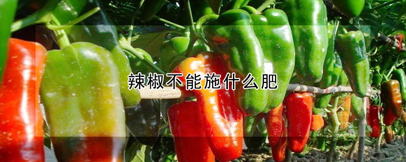 辣椒不能施什麼肥