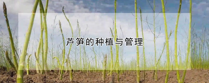 蘆筍的種植與管理