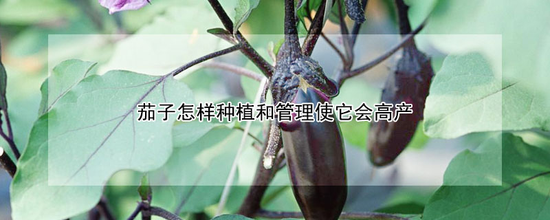 茄子怎樣種植和管理使它會高產