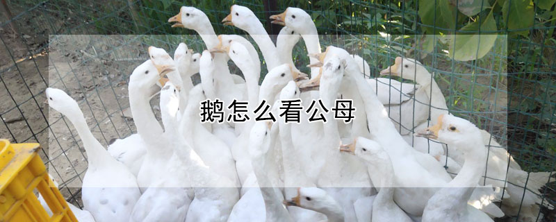 鵝怎麼看公母