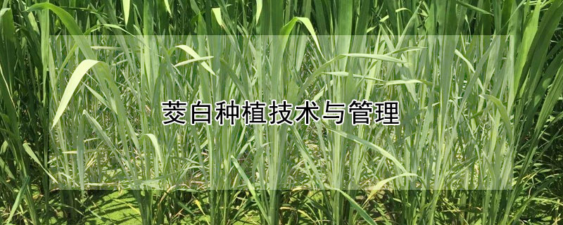 茭白種植技術與管理