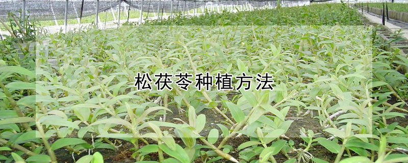 鬆茯苓種植方法