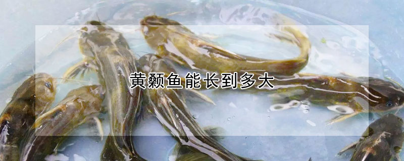 黃顙魚能長到多大