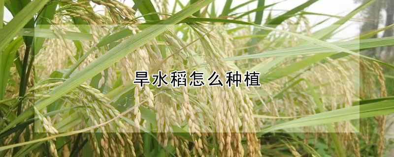 旱水稻怎麼種植