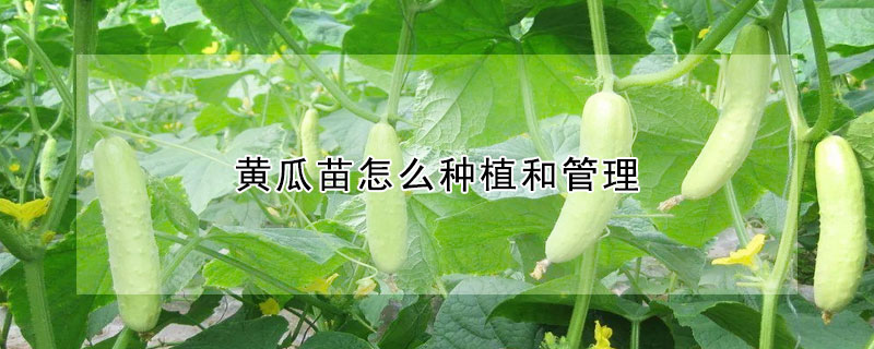 黃瓜苗怎麼種植和管理