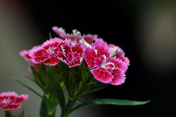 石竹花花語