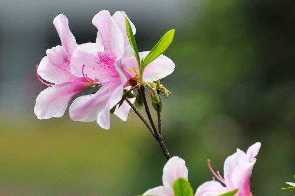 杜鵑花有毒嗎