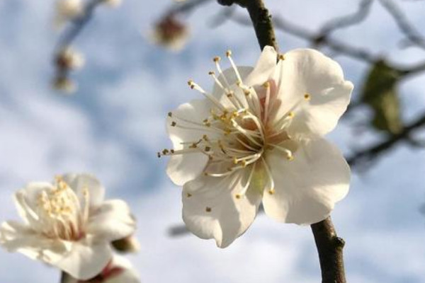 花中四君子指什麼